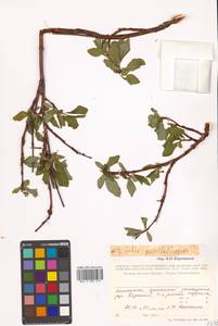 Salix divaricata Pall., Siberia, Chukotka & Kamchatka (S7) (Russia)