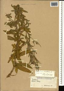 Epilobium hirsutum L., Caucasus, Stavropol Krai, Karachay-Cherkessia & Kabardino-Balkaria (K1b) (Russia)
