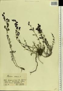 Galium verum L., Eastern Europe, West Ukrainian region (E13) (Ukraine)