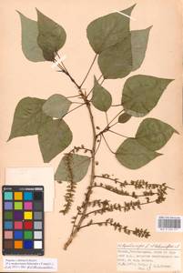 Populus tremuloides Michx., Eastern Europe, Moscow region (E4a) (Russia)