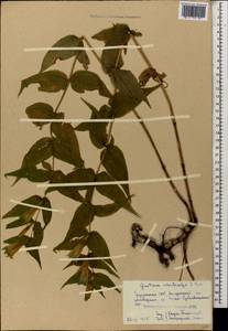 Gentiana asclepiadea L., Caucasus, Georgia (K4) (Georgia)