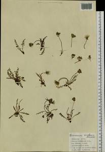 Taraxacum dissectum (Ledeb.) Ledeb., Siberia, Altai & Sayany Mountains (S2) (Russia)