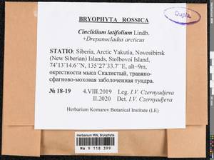 Cinclidium latifolium Lindb., Bryophytes, Bryophytes - Yakutia (B19) (Russia)