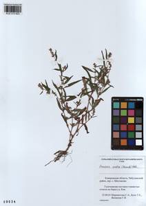 Persicaria lapathifolia subsp. pallida (With.) S. Ekman & Knutsson, Siberia, Altai & Sayany Mountains (S2) (Russia)