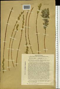 Salix brachypoda (Trautv. & C. A. Mey.) Kom., Siberia, Baikal & Transbaikal region (S4) (Russia)