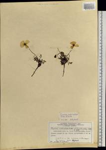 Oreomecon pulvinata (Tolm.) Krivenko, Siberia, Central Siberia (S3) (Russia)