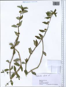 Euphorbia hirta L., South Asia, South Asia (Asia outside ex-Soviet states and Mongolia) (ASIA) (Israel)