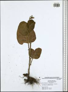 Nicotiana tabacum L., Eastern Europe, Central region (E4) (Russia)