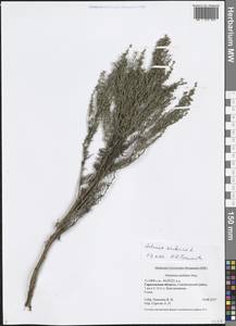 Artemisia austriaca Jacq., Eastern Europe, Lower Volga region (E9) (Russia)