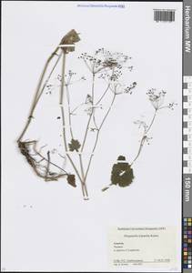 Pimpinella tripartita Kalen., Caucasus, Krasnodar Krai & Adygea (K1a) (Russia)