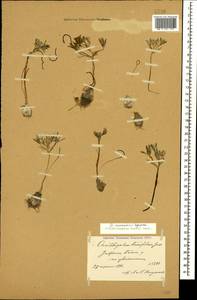 Ornithogalum orthophyllum subsp. kochii (Parl.) Zahar., Caucasus, Azerbaijan (K6) (Azerbaijan)