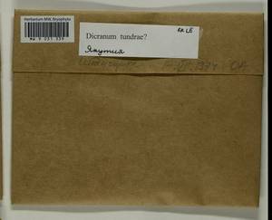 Dicranum elongatum Schleich. ex Schwägr., Bryophytes, Bryophytes - Yakutia (B19) (Russia)