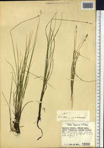 Carex lapponica O.Lang, Siberia, Russian Far East (S6) (Russia)