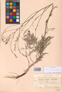 Elaeosticta lutea (Hoffm.) Kljuykov, Pimenov & Tikhom., Eastern Europe, North Ukrainian region (E11) (Ukraine)