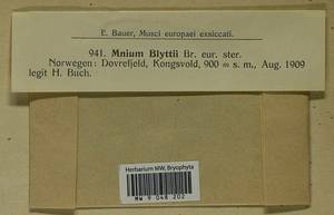 Mnium blyttii Bruch & Schimp., Bryophytes, Bryophytes - Western Europe (BEu) (Norway)