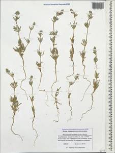 Petrosimonia brachiata (Pall.) Bunge, Caucasus, Azerbaijan (K6) (Azerbaijan)
