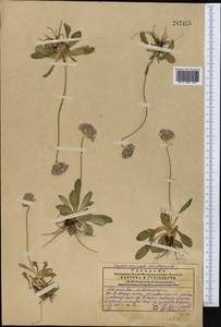 Primula longiscapa Ledeb., Middle Asia, Western Tian Shan & Karatau (M3) (Kazakhstan)