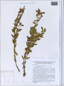 Chamaenerion latifolium (L.) Sweet, Middle Asia, Dzungarian Alatau & Tarbagatai (M5) (Kazakhstan)