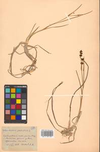 Scheuchzeria palustris L., Siberia, Russian Far East (S6) (Russia)