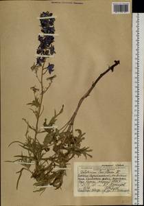 Delphinium laxiflorum DC., Siberia, Western (Kazakhstan) Altai Mountains (S2a) (Kazakhstan)