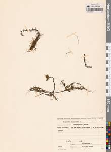 Hippuris vulgaris L., Siberia, Chukotka & Kamchatka (S7) (Russia)