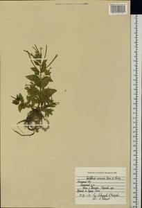 Epilobium roseum subsp. subsessile (Boiss.) P. H. Raven, Eastern Europe, Central forest-and-steppe region (E6) (Russia)