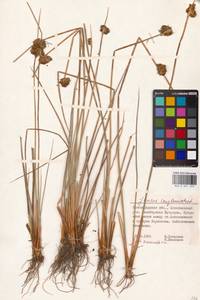 Juncus conglomeratus L., Eastern Europe, Lower Volga region (E9) (Russia)