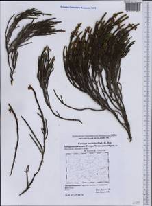 Cassiope ericoides (Pall.) D. Don, Siberia, Russian Far East (S6) (Russia)