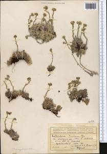 Eritrichium villosum (Ledeb.) Bunge, Middle Asia, Northern & Central Tian Shan (M4) (Kazakhstan)