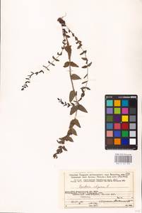 MHA 0 161 949, Bartsia alpina L., Eastern Europe, Northern region (E1) (Russia)