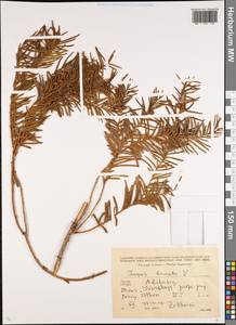 Taxus baccata L., Caucasus, Abkhazia (K4a) (Abkhazia)