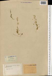 Stellaria crassifolia Ehrh., Eastern Europe, Central forest-and-steppe region (E6) (Russia)