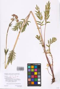 Valeriana dubia Bunge, Eastern Europe, Central forest-and-steppe region (E6) (Russia)