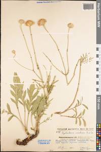 Cephalaria uralensis (Murray) Roem. & Schult., Eastern Europe, North Ukrainian region (E11) (Ukraine)