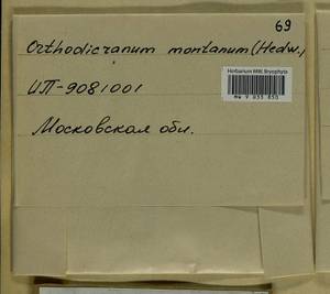 Orthodicranum montanum (Hedw.) Loeske, Bryophytes, Bryophytes - Moscow City & Moscow Oblast (B6a) (Russia)