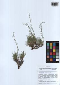 Gypsophila patrinii Ser., Siberia, Altai & Sayany Mountains (S2) (Russia)