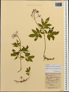 Cardamine quinquefolia (M. Bieb.) Schmalh., Caucasus, North Ossetia, Ingushetia & Chechnya (K1c) (Russia)