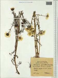 Tripleurospermum hookeri Sch. Bip., Siberia, Yakutia (S5) (Russia)