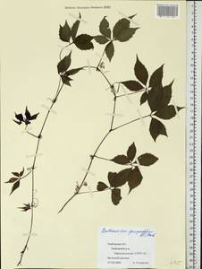 Parthenocissus quinquefolia (L.) Planch., Eastern Europe, Central forest-and-steppe region (E6) (Russia)