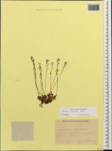 Draba siliquosa M.Bieb., Caucasus, Krasnodar Krai & Adygea (K1a) (Russia)