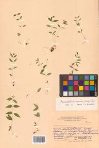 Pseudostellaria rupestris (Turcz.) Pax, Siberia, Russian Far East (S6) (Russia)