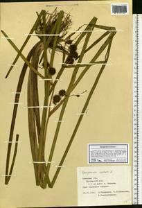 Sparganium erectum L., Eastern Europe, Central forest-and-steppe region (E6) (Russia)