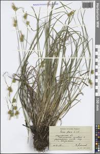 Carex flava L., Eastern Europe, Northern region (E1) (Russia)