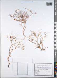 Scandix iberica M.Bieb., South Asia, South Asia (Asia outside ex-Soviet states and Mongolia) (ASIA) (Turkey)