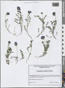 Astragalus danicus Retz., Siberia, Western Siberia (S1) (Russia)