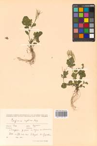 Cardamine scutata Thunb., Siberia, Russian Far East (S6) (Russia)