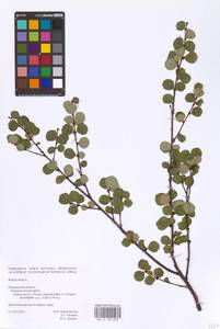 Betula nana L., Eastern Europe, Northern region (E1) (Russia)