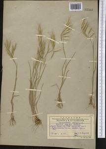 Bromus oxyodon Schrenk, Middle Asia, Western Tian Shan & Karatau (M3) (Kazakhstan)