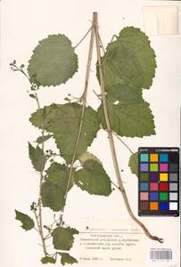 MHA 0 159 582, Scrophularia divaricata Ledeb., Eastern Europe, Lower Volga region (E9) (Russia)