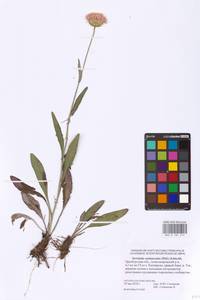Klasea cardunculus (Pall.) Holub, Eastern Europe, Eastern region (E10) (Russia)